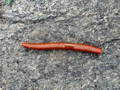 4" RRLC STICK BAIT