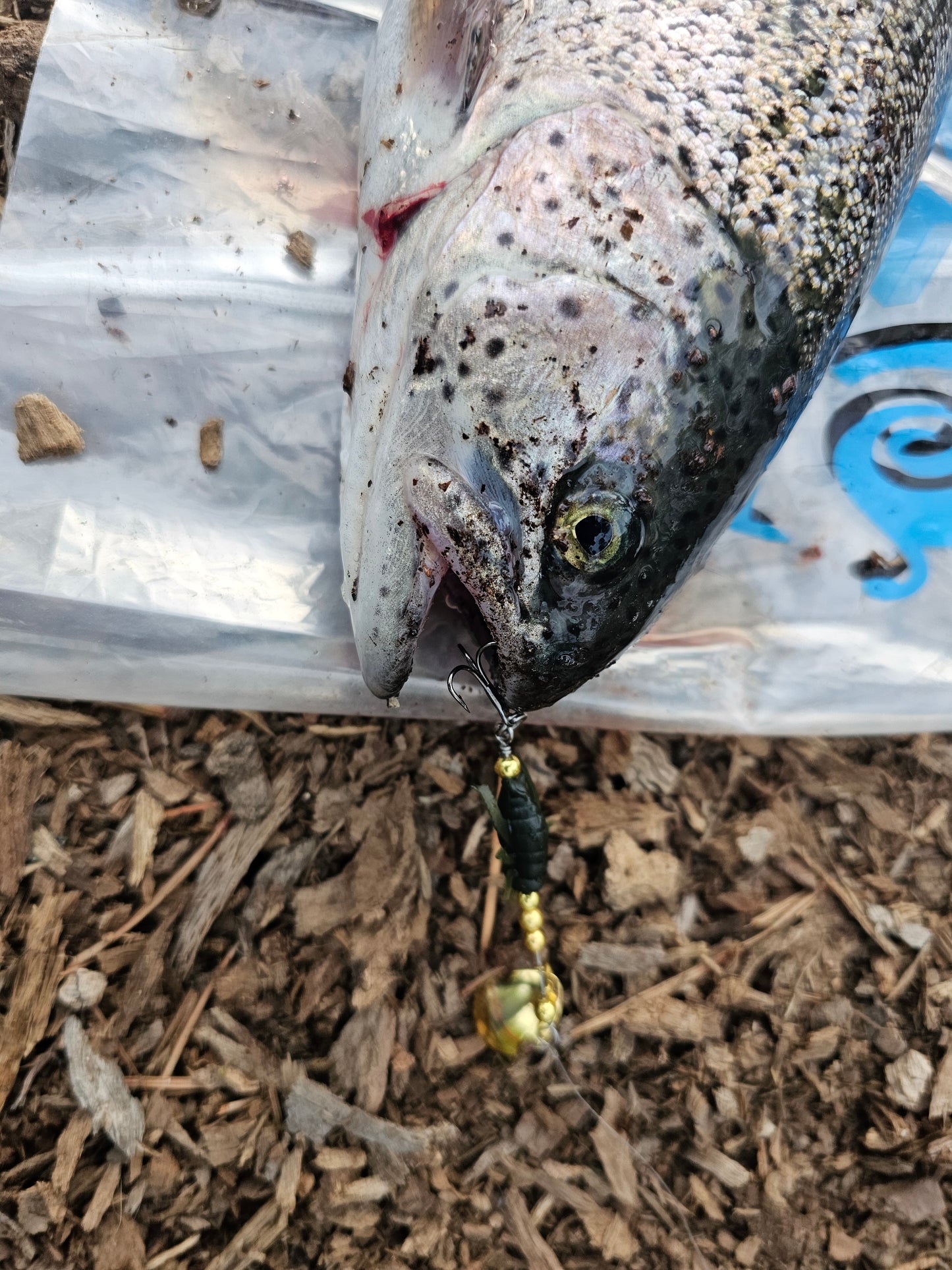 The house fly spinner