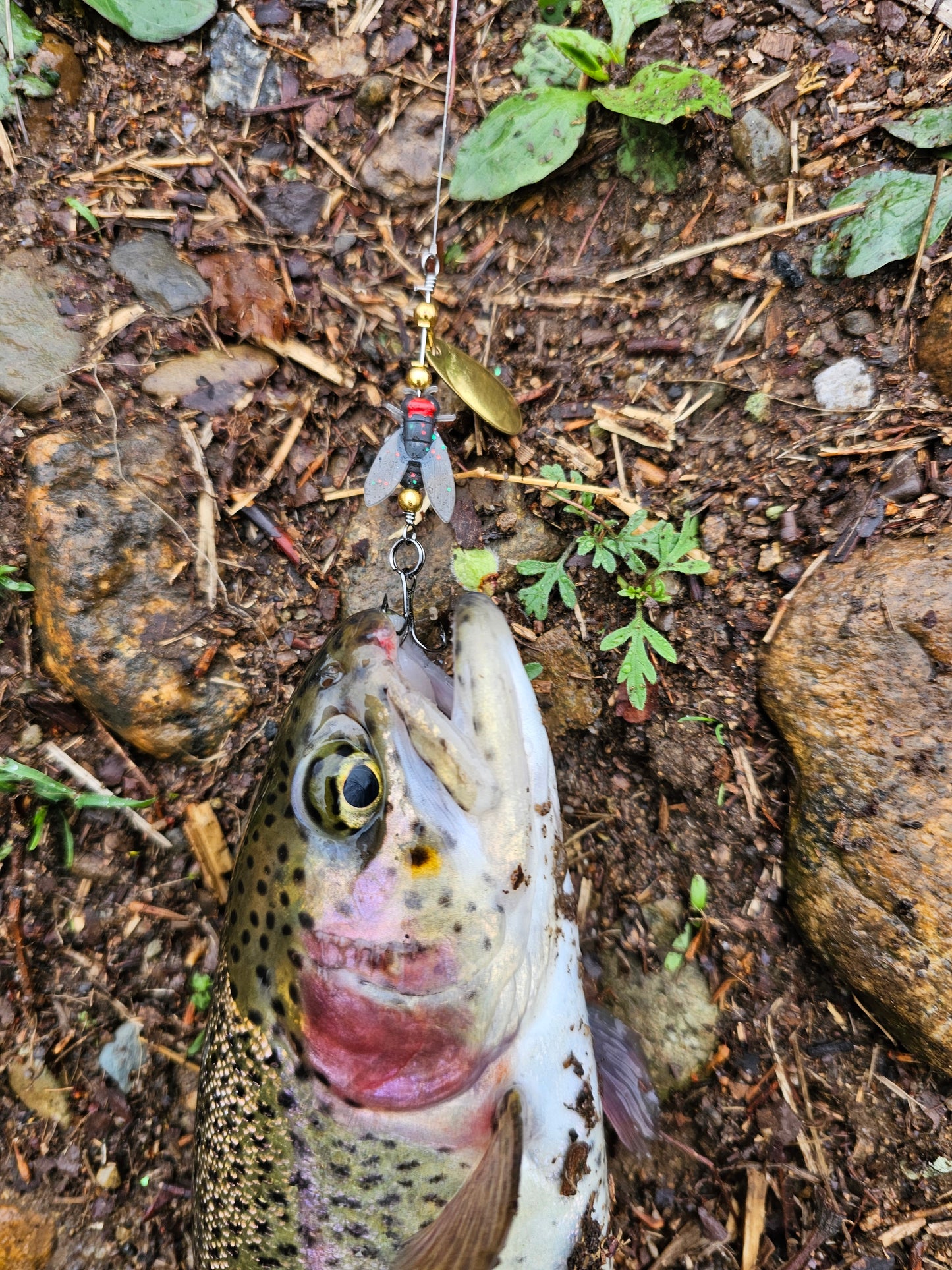 The house fly spinner